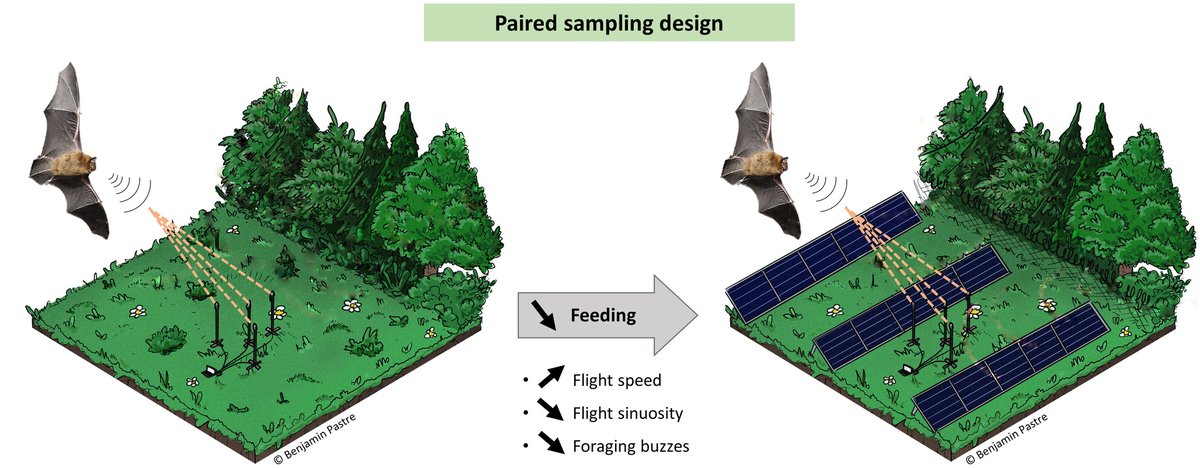 Insectivorous bats strongly reduce their feeding flight behaviour in response to ground-mounted solar farms 🦇

Such decrease in feeding results in reduced habitat quality, which should be mitigated when solar energy projects are planned 📑

🔗doi.org/10.1111/1365-2…
