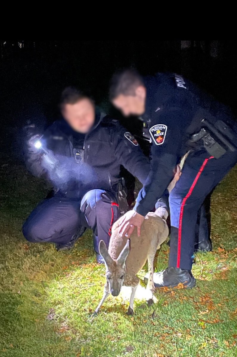 Officers Rescue Kangaroo on 'Roo-tine' Patrol - In response to a reported kangaroo sighting in the Winchester Rd E and Harmony Rd N area, officers were deployed for the rescue mission. Full story: drps.ca/news/officers-…