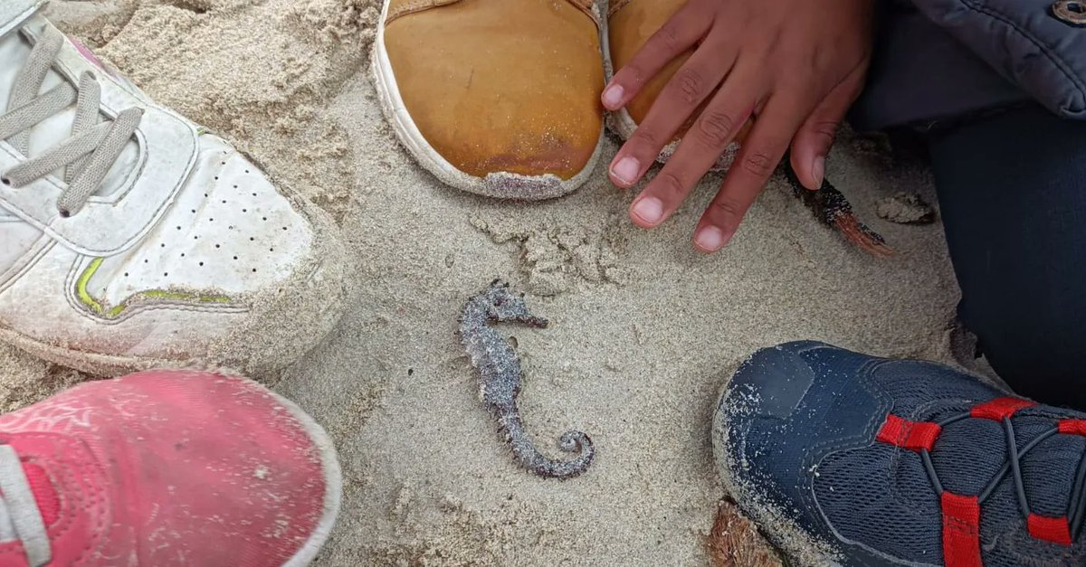 es_cda's tweet photo. Seguim amb l'educació ambiental #tallersrestesdeplatja
#microplastics #plastics https://t.co/1qFhgGF1Wx