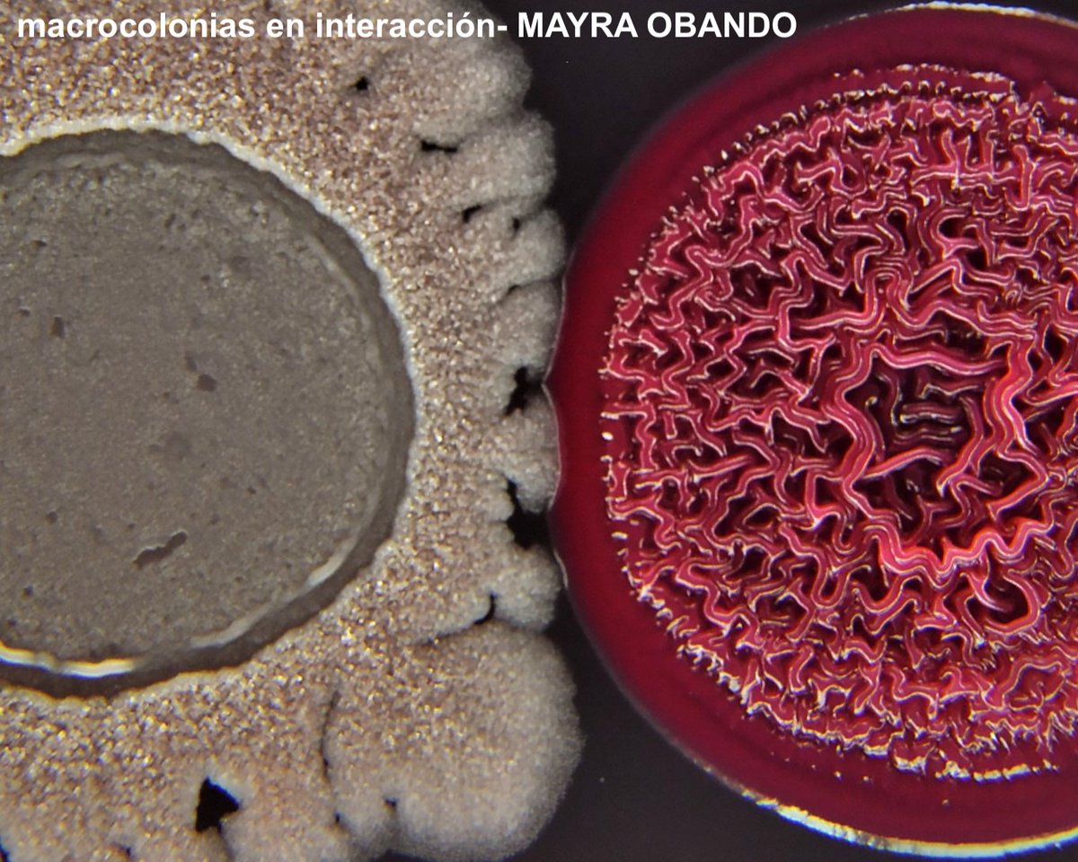 IBR (@ibr_conicet) on Twitter photo Concurso de imagenes de microscopía IBR obtenidas por integrantes de nuestro instituto. Mira todas las fotos en este hilo!
Queres votar cual es tu preferida?👉forms.gle/LyCz78cEyeTdA9…
El ganador/a se anunciará en nuestro Retreat anual el 06/12 y se publicará en <a href="/focalplane_jcs/">FocalPlane</a> Concurso de imagenes de microscopía IBR obtenidas por integrantes de nuestro instituto. Mira todas las fotos en este hilo!
Queres votar cual es tu preferida?👉forms.gle/LyCz78cEyeTdA9…
El ganador/a se anunciará en nuestro Retreat anual el 06/12 y se publicará en <a href="/focalplane_jcs/">FocalPlane</a>