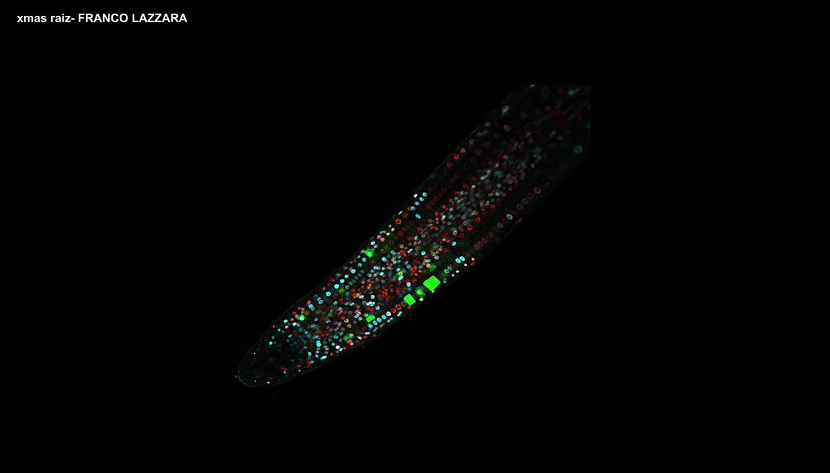 IBR_CONICET's tweet photo. Concurso de imagenes de microscopía IBR obtenidas por integrantes de nuestro instituto. Mira todas las fotos en este hilo! 
Queres votar cual es tu preferida?👉https://t.co/wxNoA1UUnx
El ganador/a se anunciará en nuestro Retreat anual el 06/12 y se publicará en @focalplane_jcs https://t.co/j2wwVC8Ss2