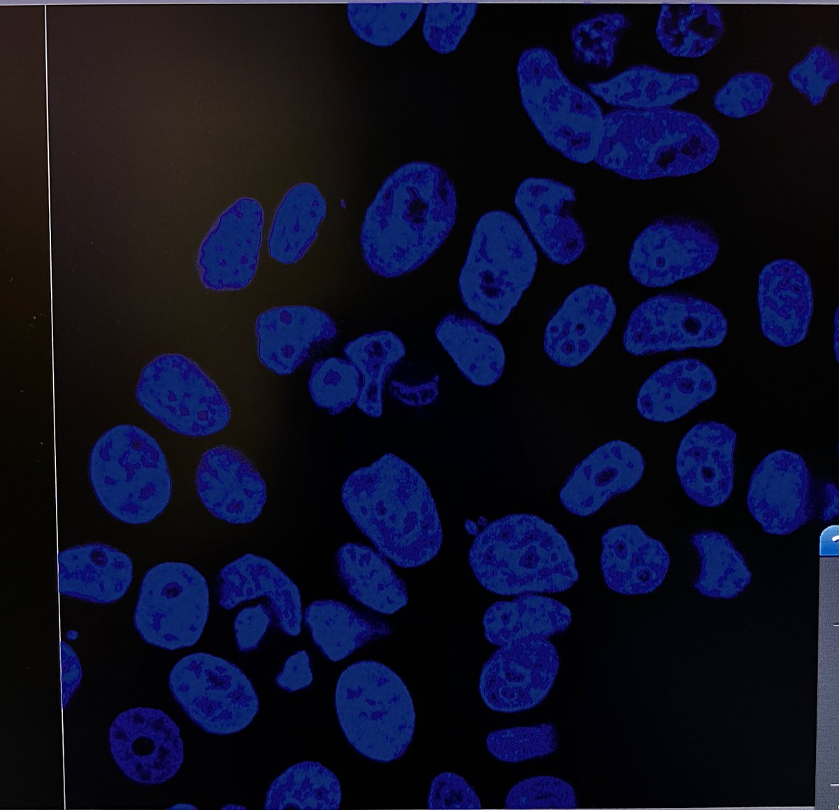 مراحل حياة الخلية في صورة .