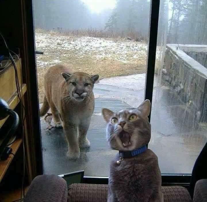 shouldhascatdog's tweet photo. Mom, my second aunt came down to play in the forest. She told me to come down quickly or else she would chew the heads of my mother and child. #cat #funny https://t.co/PCTxs3DDSj