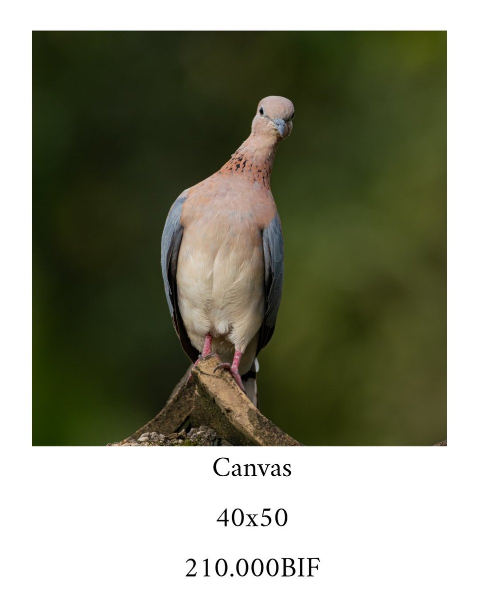 🔴 #Abatwip  Got a chance to have my camera ready and capture  these incredible bird's photographs. 

For bird lovers/animals  you can purchase them for only 210kBIF
#Birds #canvas #fujifilmme #selling_content #photographs #xf #burundi 🧵