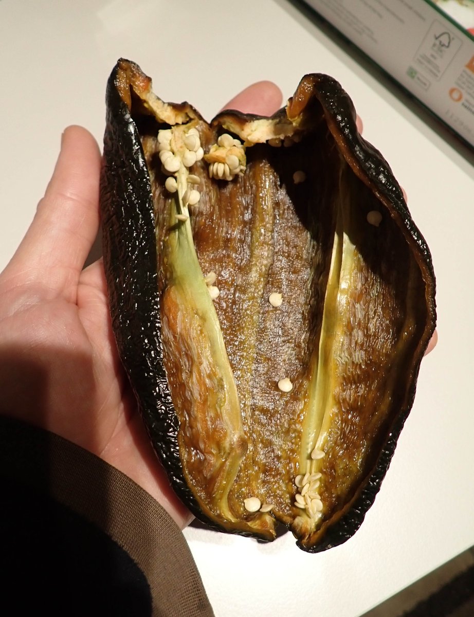 ChilliFowler's tweet image. Fully ripe Brown Poblano, nice heat too in the middle, seeds are viable, 1 pod is success in Wales 😆🇲🇽🏴󠁧󠁢󠁷󠁬󠁳󠁿🔥🫑🌶️