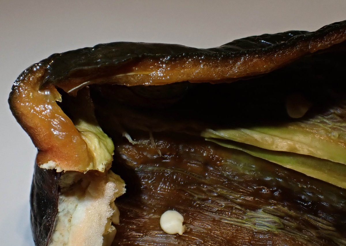 ChilliFowler's tweet image. Fully ripe Brown Poblano, nice heat too in the middle, seeds are viable, 1 pod is success in Wales 😆🇲🇽🏴󠁧󠁢󠁷󠁬󠁳󠁿🔥🫑🌶️