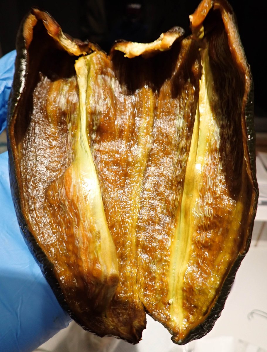 Fully ripe Brown Poblano, nice heat too in the middle, seeds are viable, 1 pod is success in Wales 😆🇲🇽🏴󠁧󠁢󠁷󠁬󠁳󠁿🔥🫑🌶️