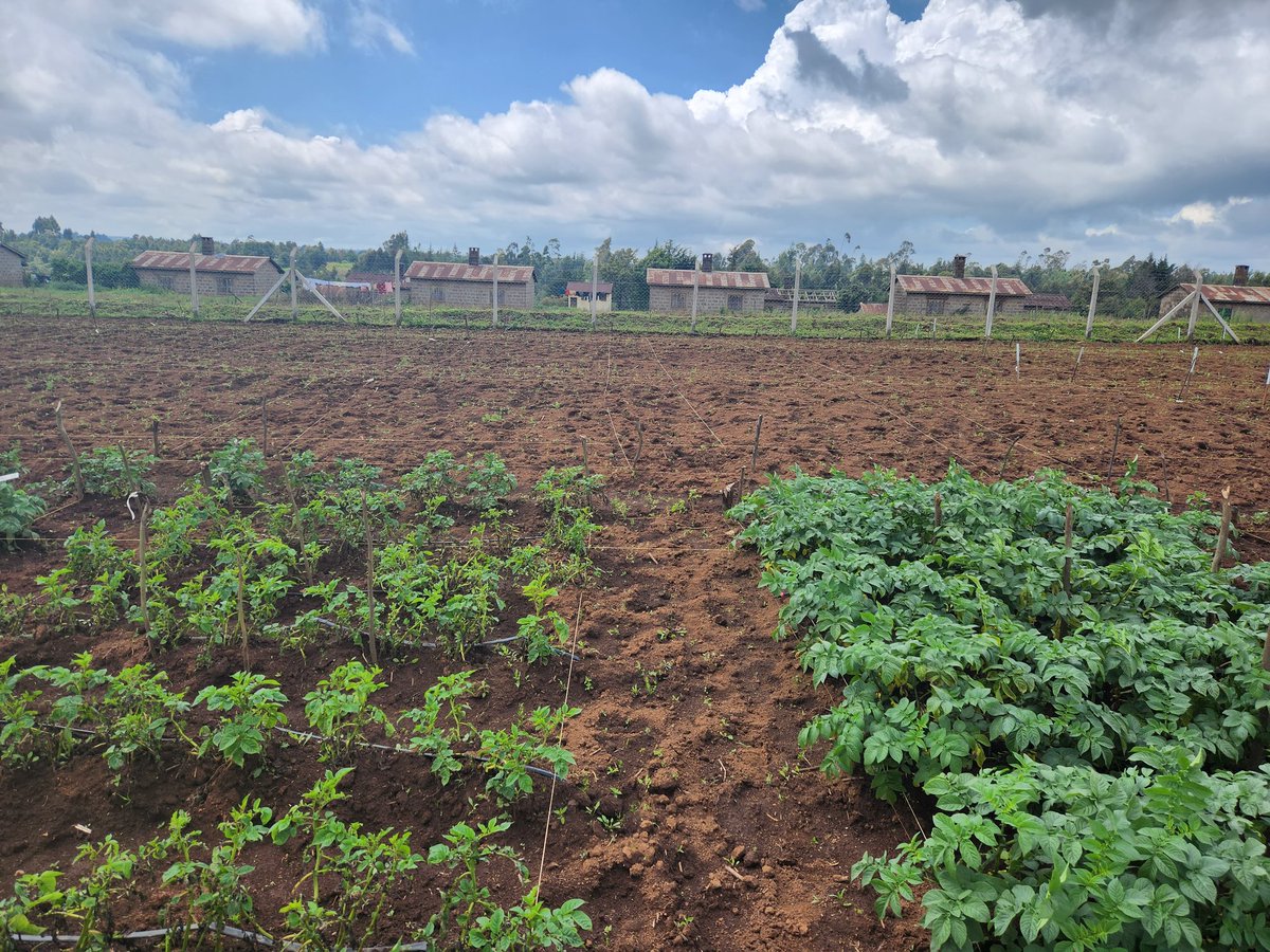 The biotech potato is climate resilient and shows no late blight disease (right) compared to the conventional variety (left, that will be wiped out in 2wks). @Cipotato @Ftfpotatopjt @COP28_UAE @aatfafrica @nrcri_umudike @CGIAR