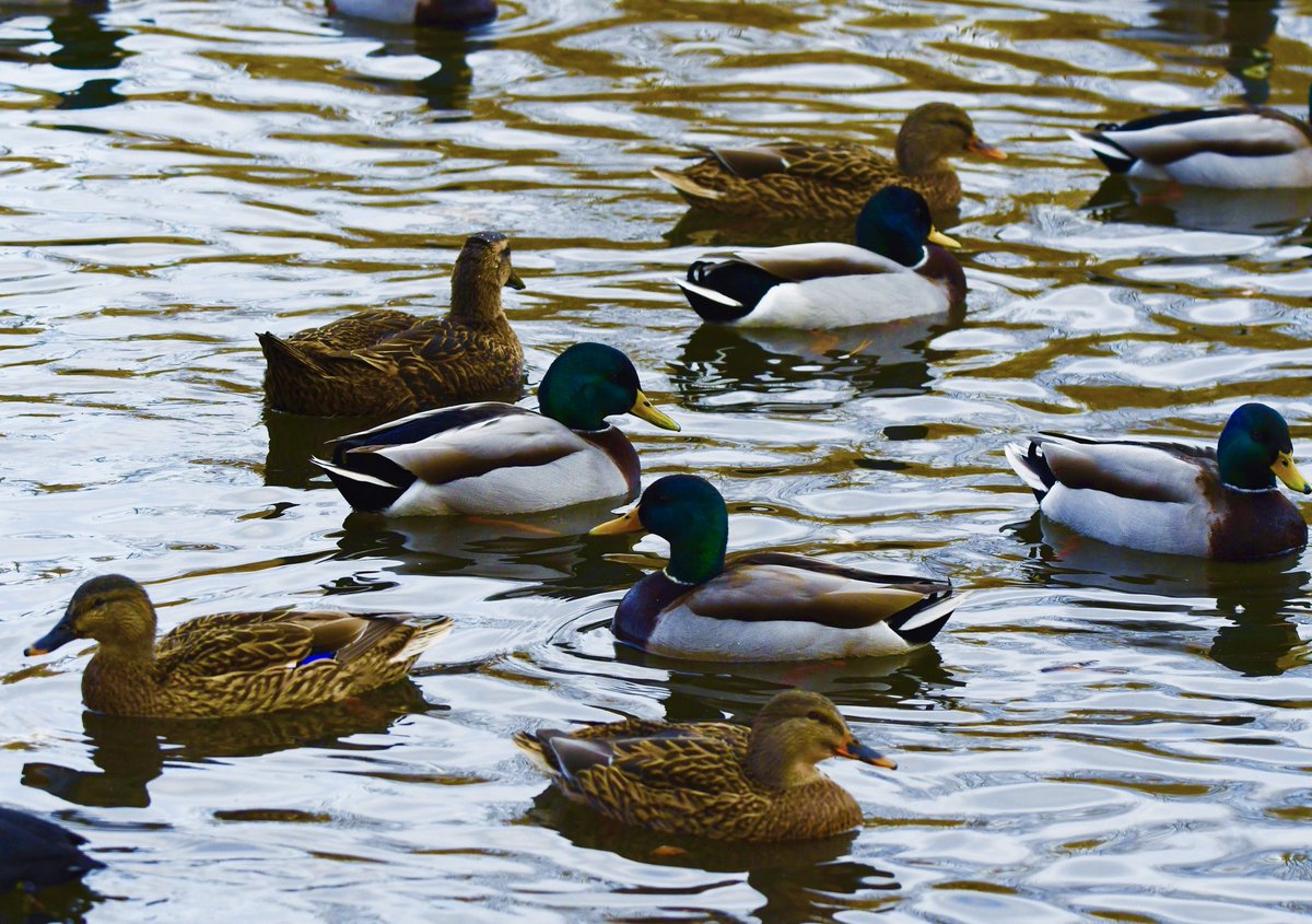 A cloudy day on the river. Happy Mallard Monday!!!! 

Nikon D500
Sigma 150-600mm
Jesse Watkins Photography 

#mallards #mallard #mallardducks #greenheads #ducksunlimited #waterfowl #waterfowlphotography #birding #birds #birdphotography #nikonusa #nikond500