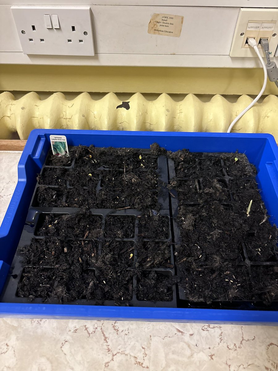 MrMacleod22's tweet photo. The joys of being a Modern Languages  teacher…you sometimes get to grow plants 🌱🥬🌍@PenicuikML @PenicuikHS https://t.co/OWl75jYsi0