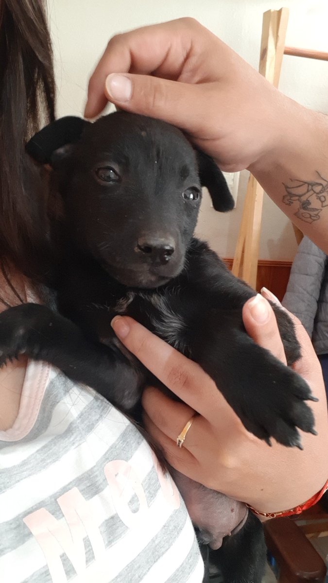 Hola!! Este perrito busca adopción responsable URGENTE.
Lo tiraron en mi casa, y yo más animales no puedo tener, les pido por favor si pueden compartir! 
Gracias💜