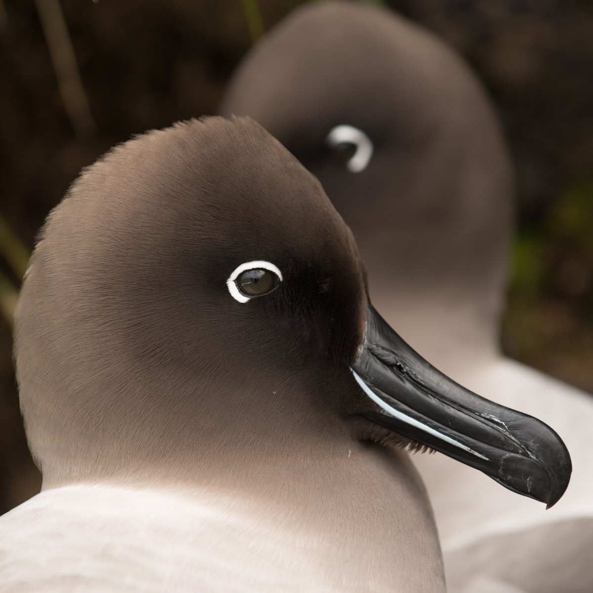 On the High Seas, albatrosses rely on their keen sense of smell to find food. These seabirds have a remarkable ability to locate prey up to 30km away. 📸: Derren Fox #AlbatrossTaskForce