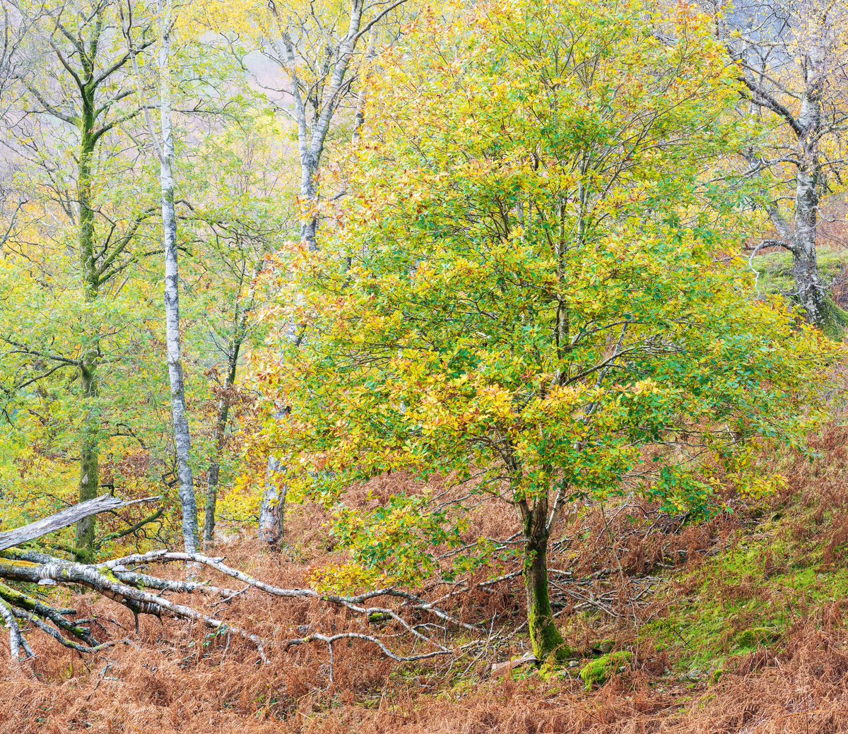 A little touch of autumn in Borrowdale #britians_talent #fiftyshades_of_nature #fromlakelandwithlove #cumbriaguide #ordanancesurvey #scenicbritain #gloriousbritain #landscapephotography #landscape_lovers #lakedistrict #rural_love #earth_shotz #ukshots #naturephotography