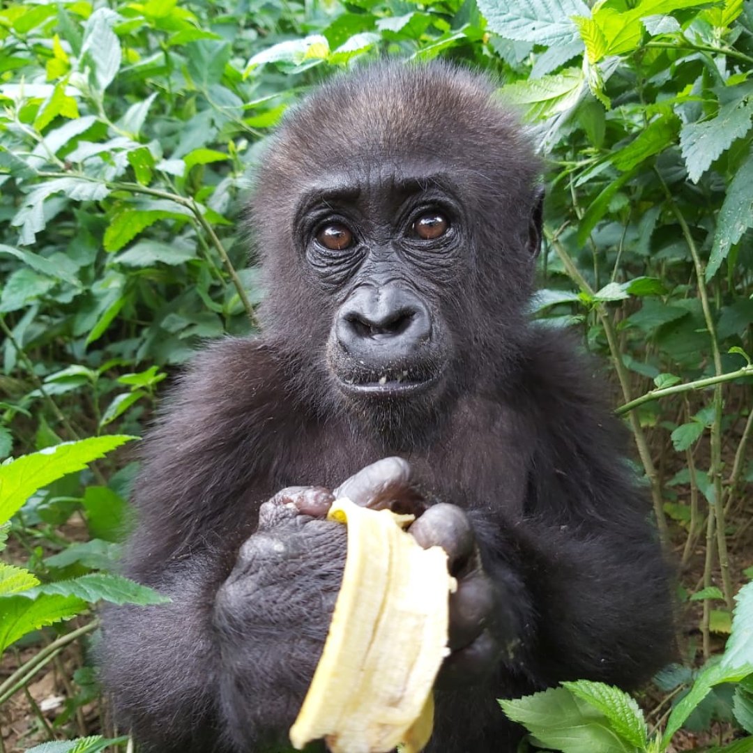 🦍#MemberMonday: @ApeActionAfrica

Saving orphaned gorillas, chimpanzees, and monkeys, some just days old and hours from death. Round-the-clock veterinary support and nourishment in the safe haven of Mefou sanctuary.

Their unwavering commitment to great ape conservation inspires
