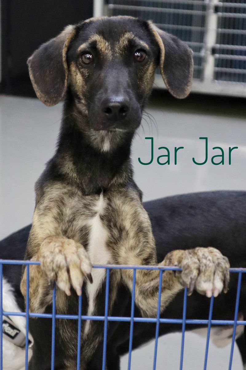 Era un cachorro y lo habían abandonado tiene 7 meses de edad es flaco juguetón cariñoso tamaño mediano Vacunado desparasitado y esterilizado INFORMES WhatsApp 8183628441 <a href="/AVISOSMTY/">AVISOSMTY</a> <a href="/AtentosMTYSur/">Atentos Mty Sur ¡vecinos en acción!</a> <a href="/aztecacomunidad/">#ComunidadAzteca</a> <a href="/ComunidadMTY/">Comunidad Monterrey</a> Conócelo en #PETCOGARZASADA DOMINGO DE 2 A 6