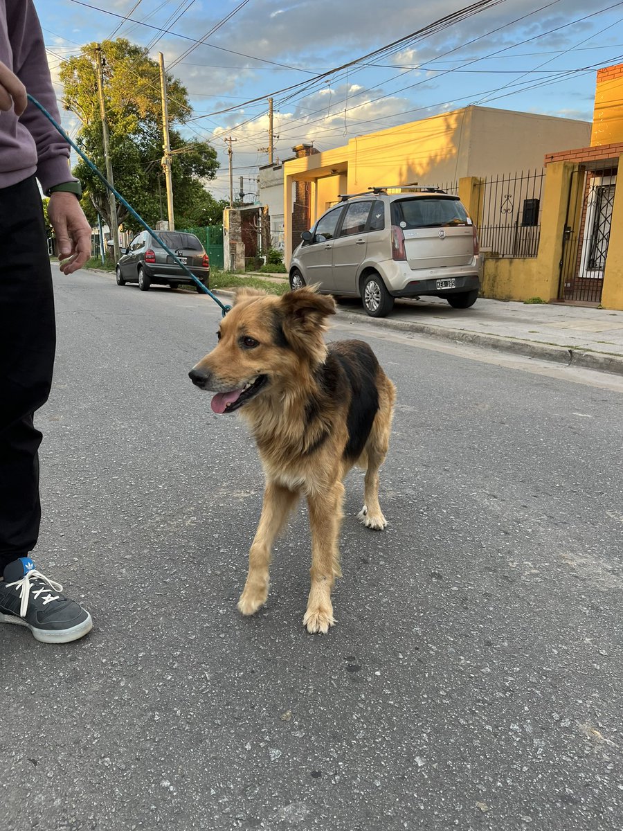 BeeluIlagi's tweet photo. hola amiguis ayer nos encontramos con este perito 🥺. está perdido hace bastante y tiene dueños, pero se desconocieron totalmente de él 

me ayudan difundiendo para encontrarle tránsito y/o casa nueva? 🫶🥹 es muy buenito, pero no podemos tenerlo mucho tiempo mas 😥 https://t.co/nkphyB1wr8