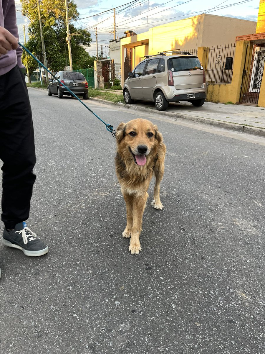BeeluIlagi's tweet photo. hola amiguis ayer nos encontramos con este perito 🥺. está perdido hace bastante y tiene dueños, pero se desconocieron totalmente de él 

me ayudan difundiendo para encontrarle tránsito y/o casa nueva? 🫶🥹 es muy buenito, pero no podemos tenerlo mucho tiempo mas 😥 https://t.co/nkphyB1wr8
