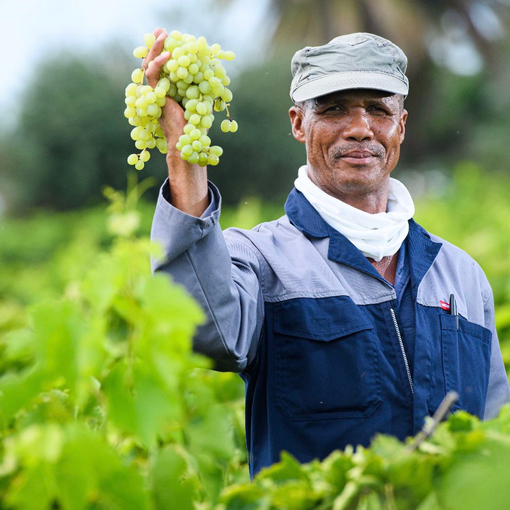 In South Africa, the transformation of the agricultural sector is viewed as paramount to the stability and progress of our country’s democracy. Transformation is defined as the development and implementing of appropriate programmes to support our emerging black growers.