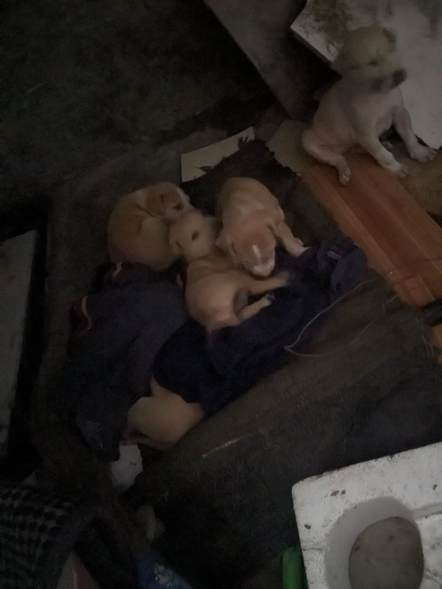queencystan's tweet photo. I brought 6 puppies this evening 💚 https://t.co/HYszGwv7CU