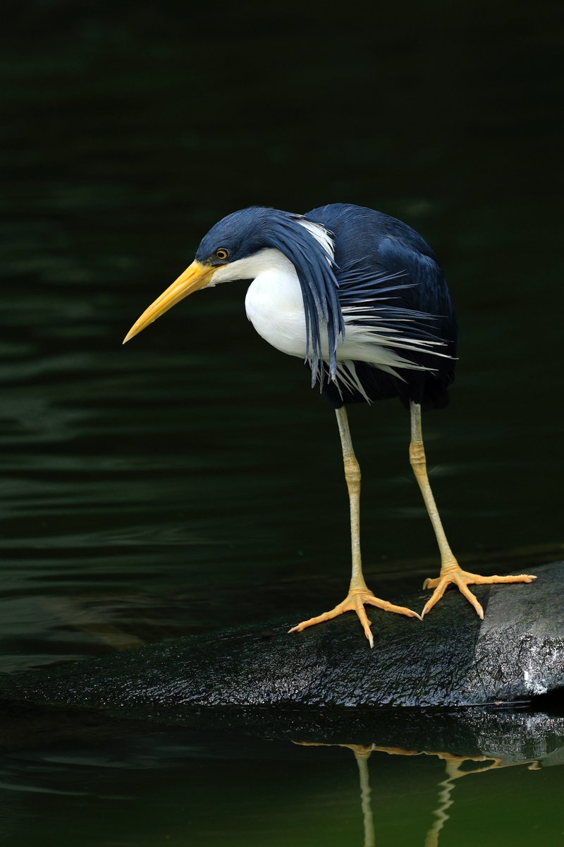 A Pied Heron at Birdworld Kuranda, Australia 🐦🇦🇺

#birds #NaturePhotography #beautiful  #wildlifephotography