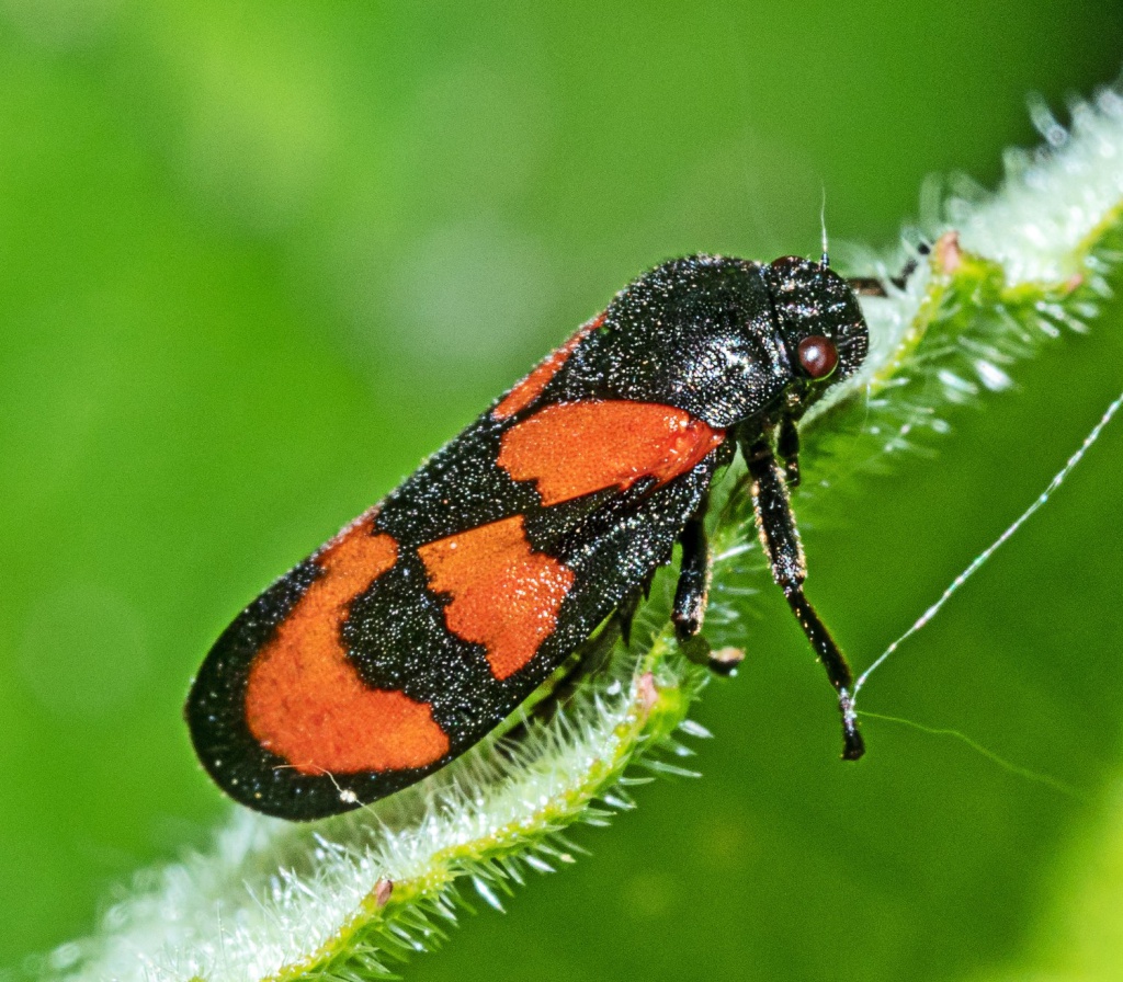 Auchenorrhyncha Checklist for Cheshire & Lancashire by Keith Fowler This revision includes 267 species across the three vice-counties which represents about 65% of British and Irish species. Download it here: northwestinvertebrates.org.uk/document/a-pro… 📷©️ Phil Smith