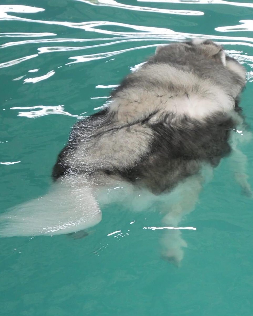 WeRateDogs tweet media