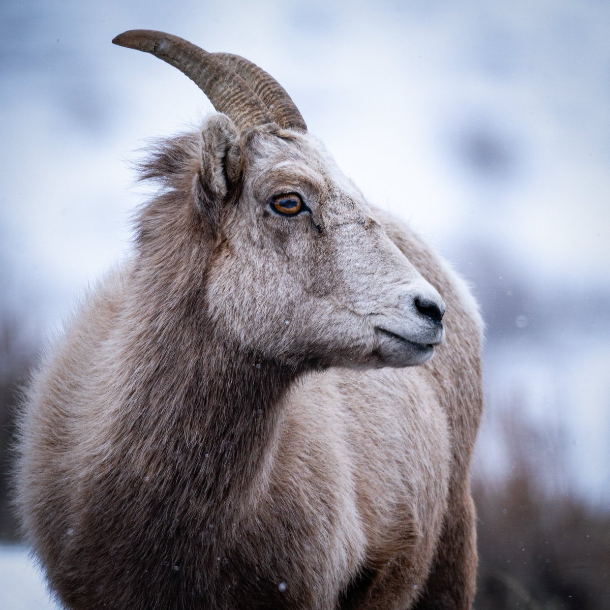 Winter has arrived in Grand Teton, a challenging time for wildlife in the Tetons. Wildlife biologists are asking visitors to avoid disturbing animals by following all winter closures and voluntarily avoiding bighorn sheep winter zones. Continue reading at go.nps.gov/3myj48