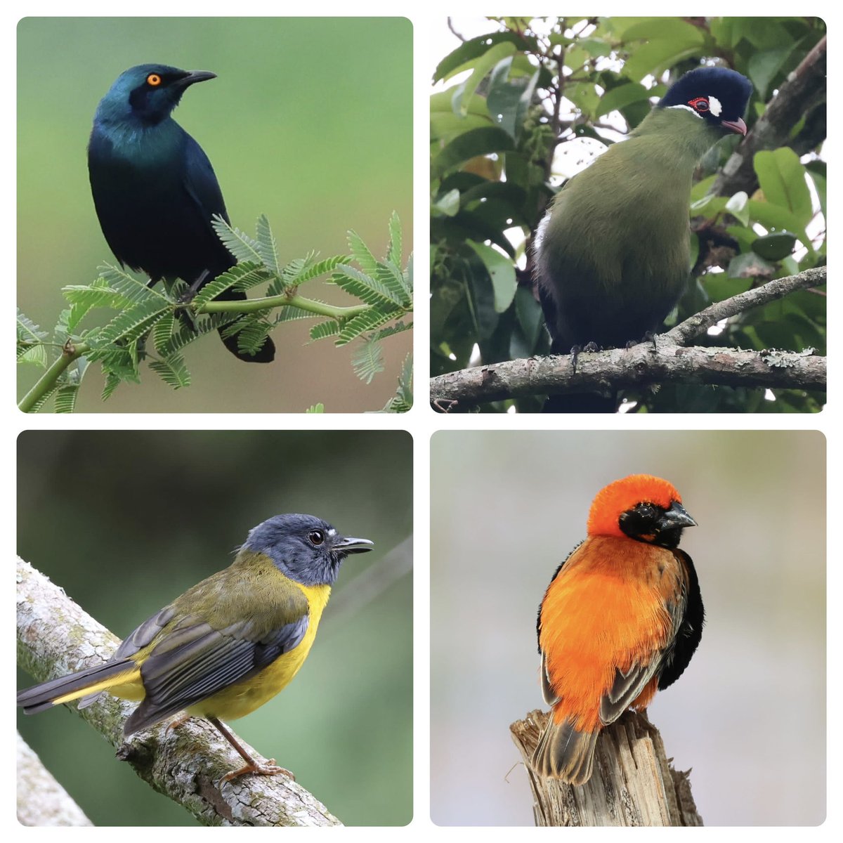 Now in the Taita Hills, Kenya and all three endemics ticked off. I asked @Martin__Cade for a blue, green, yellow and red bird and he duly obliged. Have a go at naming the species.