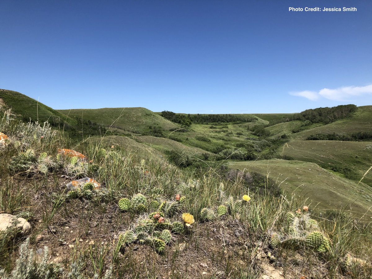 DYK?

89% of Saskatchewan's species at risk are found in grasslands! The SSGF is committed to protecting and conserving Saskatchewan grasslands in partnership with landowners and ranchers.

 #WildlifeConservationDay #nativegrasslands #biodiversity #saskag