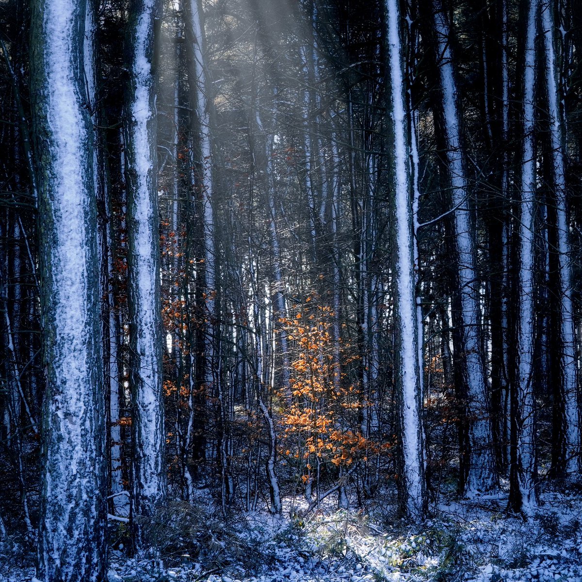 It’s called marcescence, that refusal by beech trees and oak trees to let go of their leaves in the winter. Not a very pretty word for such a beautiful thing. This little beech tree was a veritable star in the spotlight, shining its copper leaves so brightly in the winter dark.