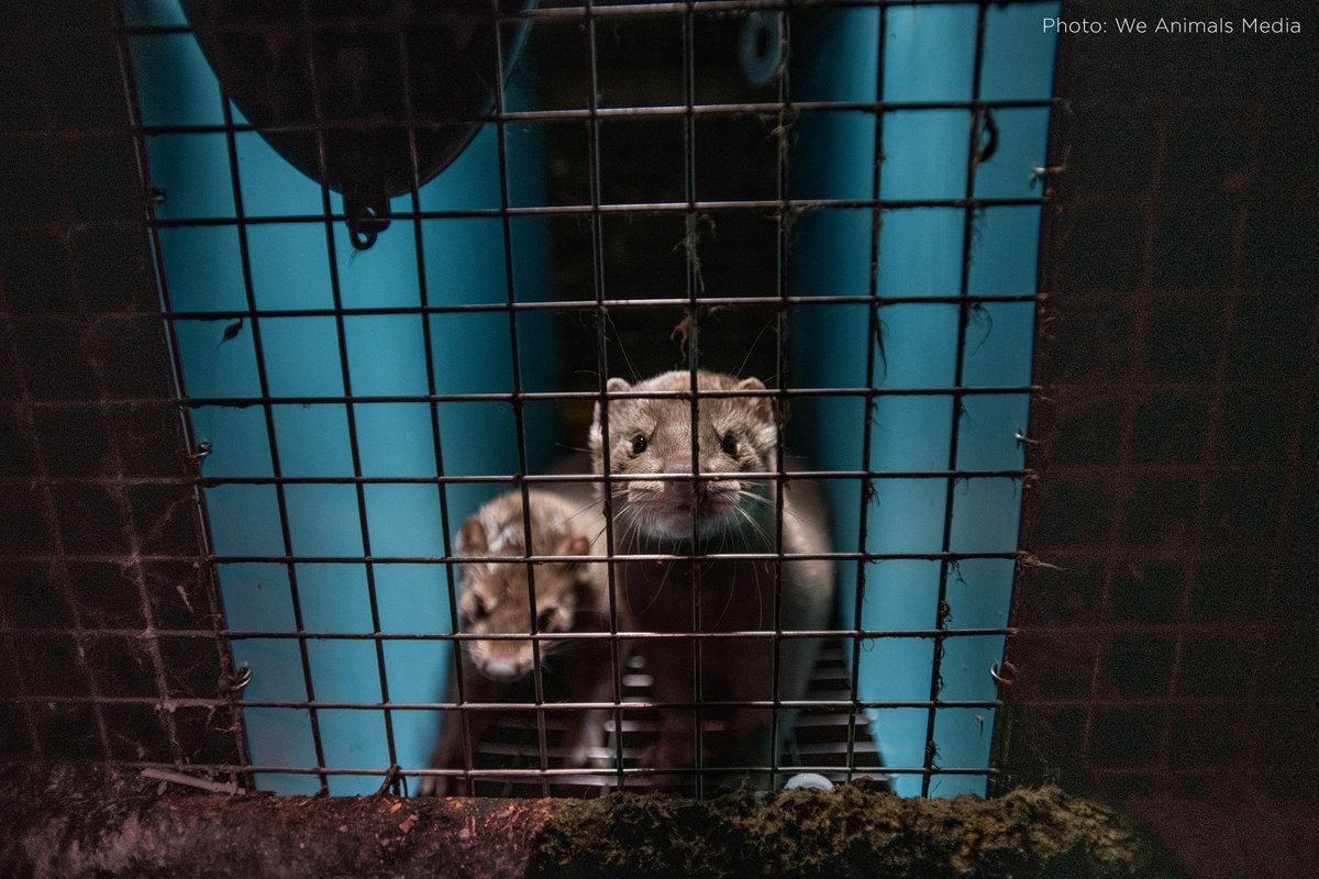 Minks are semi-aquatic animals who have a biological need to swim, yet they are forced to live in small, filthy, & barren cages in #FurFarms—like this facility in Quebec. After a short 6 months of life, they're often gassed to death 💔