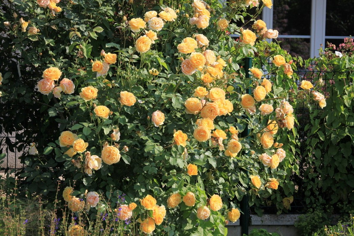 Rose Graham Thomas. Un des premiers succès commerciaux du rosiériste David Austin en 1983. Grand buisson de deux mètres très florifère. Photo de Georges Lévêque en 2013 à  Chédigny.