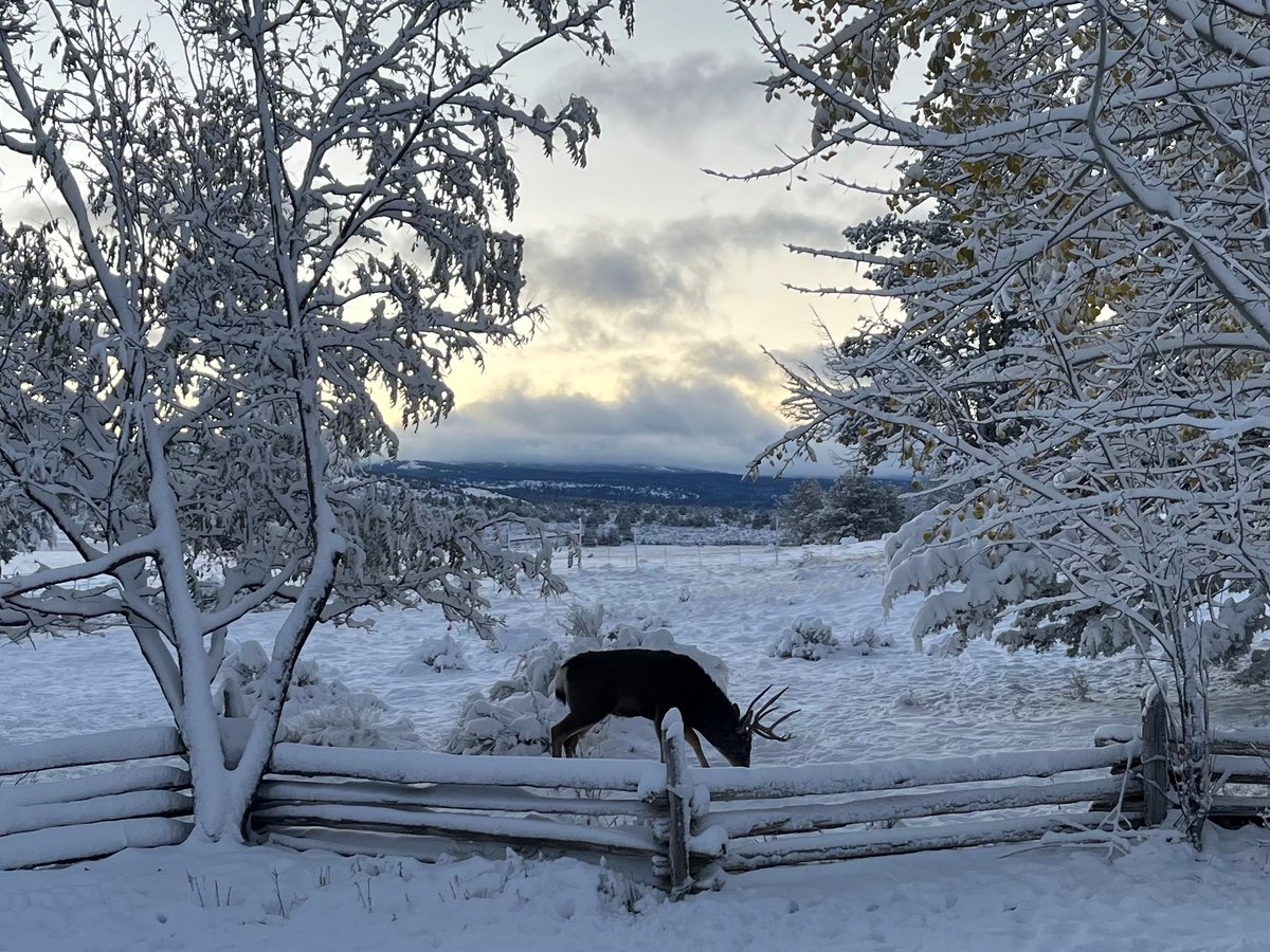 RuralCounties's tweet image. #RuralCountyPhoto: A stately buck navigating a snow-covered landscape in #ModocCounty is RCRC’s rural county photo of the week. This wintry image was photographed by Ned Coe and submitted to #RCRC’s Annual Rural County Photo Contest in 2023.