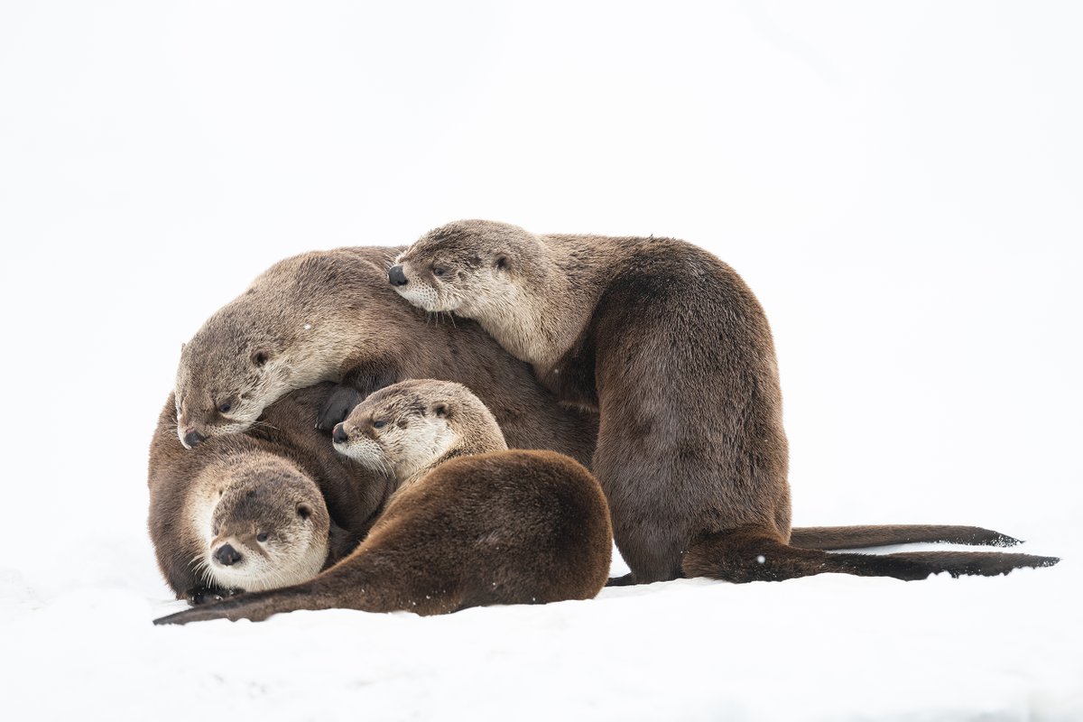 This World Wildlife Conservation Day, we reaffirm our pledge to ensure the safety of Wyoming's wildlife. 

Here's three things you can do to help:
1. Keep your distance. 
2. Leave no trace. 
3. Stay on trail and minimize your impact. 

Remember to always #WYResponsibly.