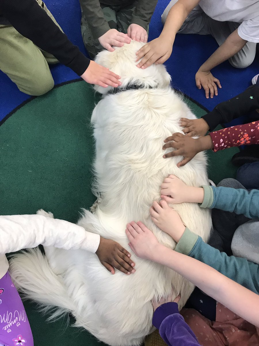 TherapyDaisy's tweet photo. I greeted many students in the hallway &amp; media center @BruinLiBEARian and gave out some photo cards! Went down stairs and my handler read a book to the preschool kids and I did some tricks for them. It felt so nice when over 10 hands were petting me at the same time. https://t.co/uEQLoibwF3