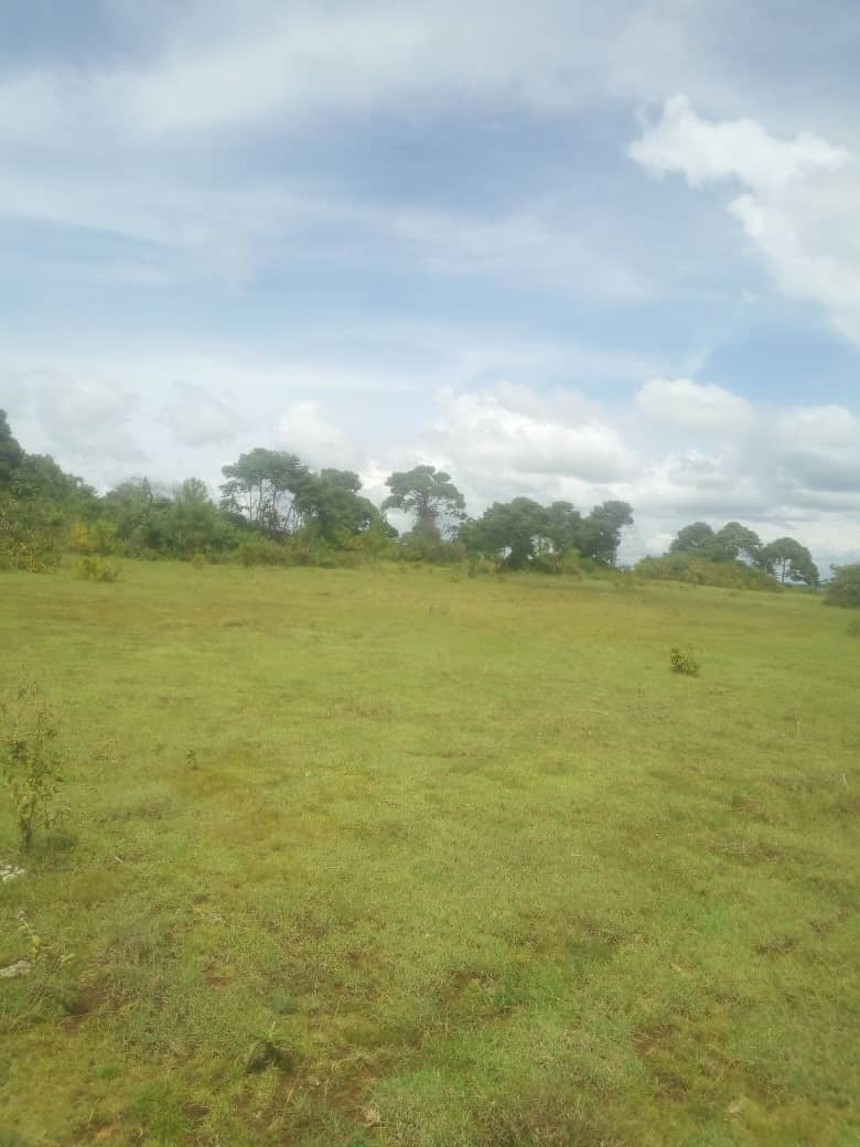 KiapiKFreddie76's tweet image. The #Kiapi family wishes u all a  blessed new month of December from #LandofGreenness -Buikwe district. #tourism #realestate #forestry @wekesa_amos