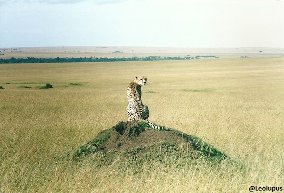 Leolupus's tweet photo. Today is #InternationalCheetahDay. Here's a beauty from the Masai Mara.
#felids #cats #animals #wildlife https://t.co/CLUmbd0NRX