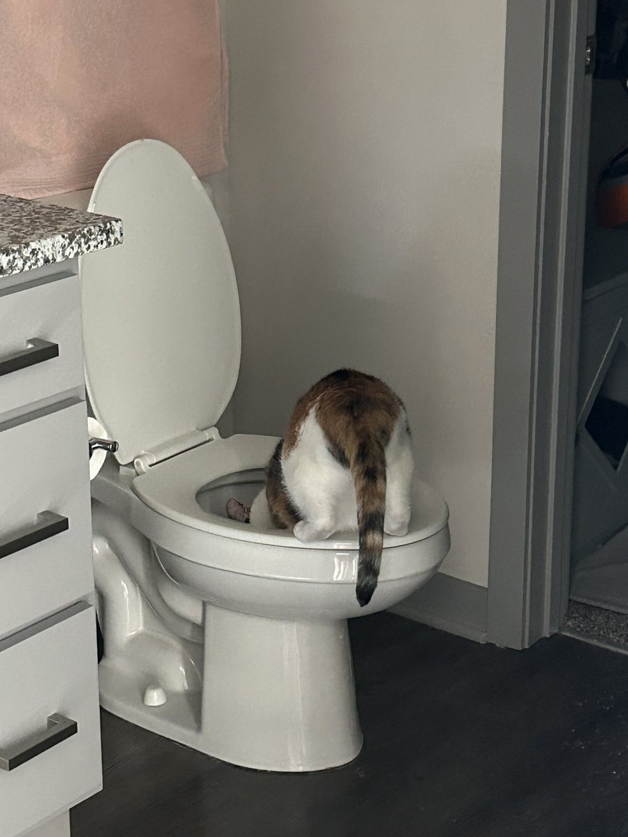 anyways I couldn’t find my cat and it turns out she was drinking water from the toilet