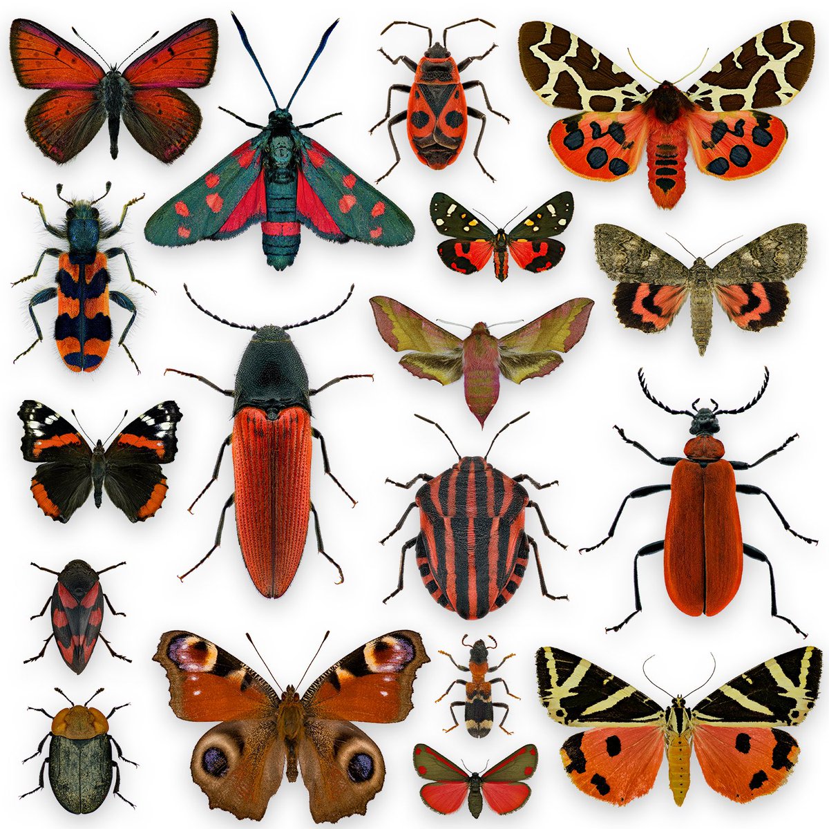 Color collage. The black beauties. 🖤 This is the last collage of my little series. I just added the previous ones to have them all together in one tweet.

#black #insects #entomology
