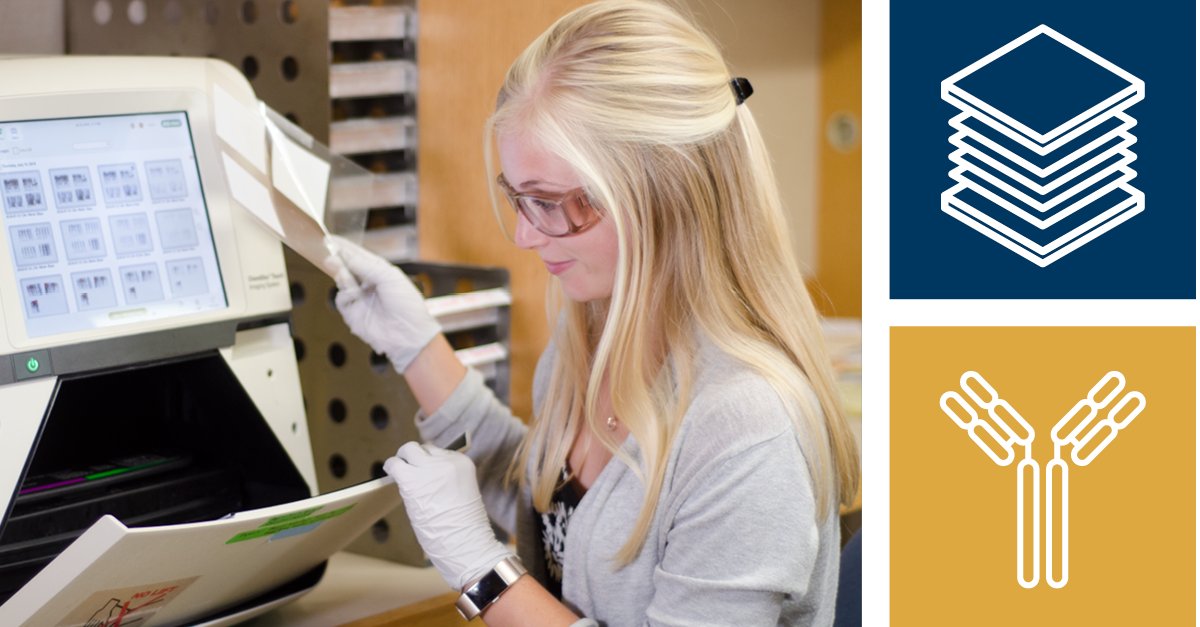 CellSignal's tweet image. In this new blog from CST, we explore the best control extracts to use as positive or negative controls in your #westernblot experiments.
hubs.ly/Q02bStTy0