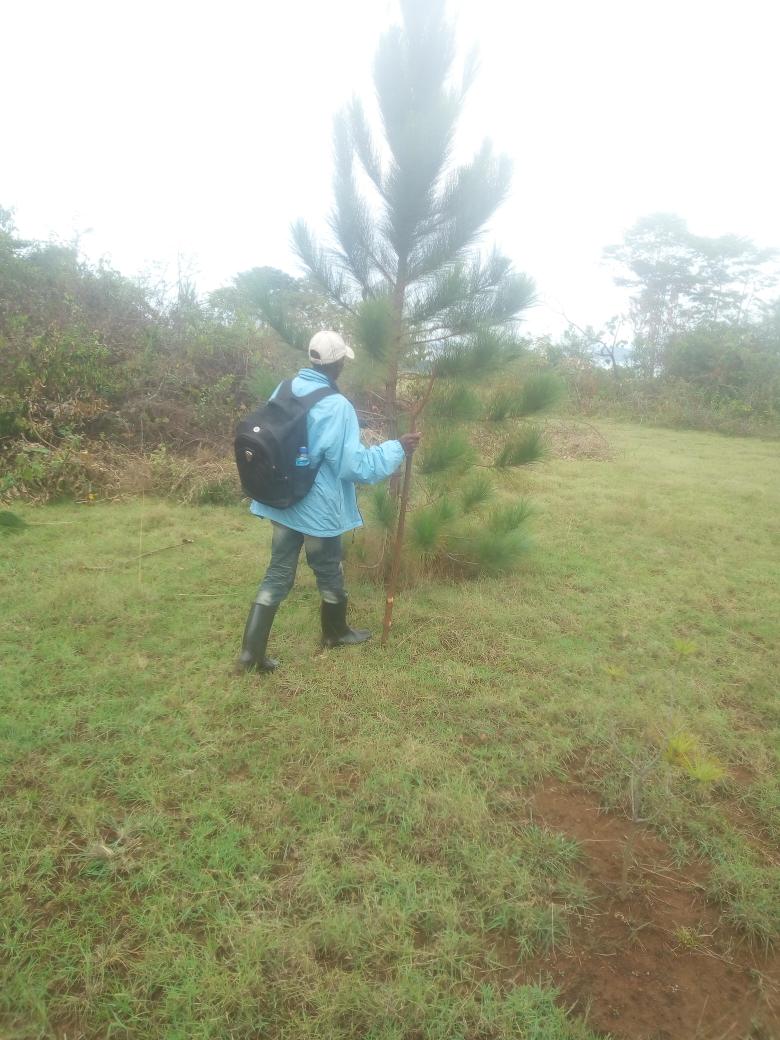 KiapiKFreddie76's tweet image. The #Kiapi family wishes u all a  blessed new month of December from #LandofGreenness -Buikwe district. #tourism #realestate #forestry @wekesa_amos