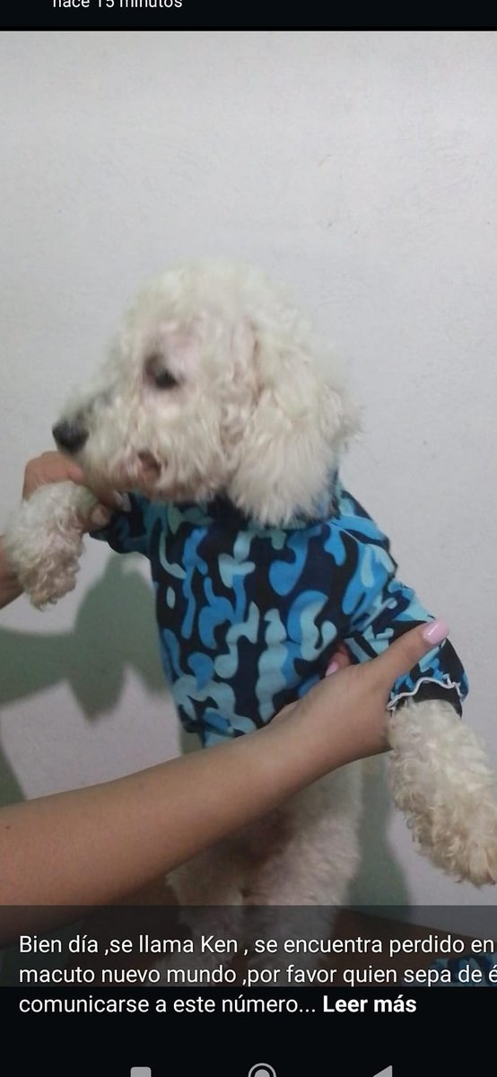 Se busca. Se llama Ken, se encuentra perdido en Macuto Nuevo Mundo, La Guaira. Por favor quien sepa de él comunicarse a este número 04120257553 gracias (cuando se perdió, se encontraba con esa camisa)