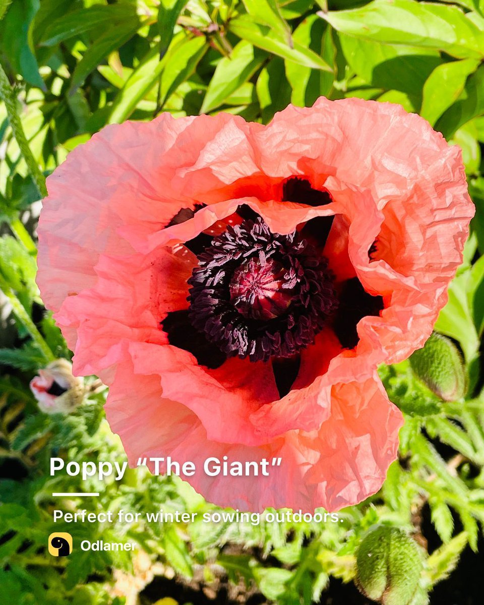 🇬🇧🌿Ideal for winter sowing outdoors with extra-large, red-purple, bowl-shaped flowers. Decorative seed pods (5-8 cm) add charm. 📲 Explore Odlamer App's 9000+ plants and dream about adding new wonders to your oasis next year. 🌿