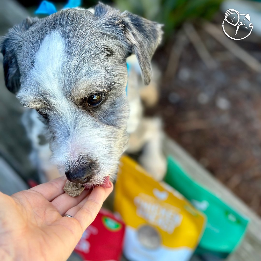 While he's waiting to find his forever home, Slater is enjoying beef liver treats from @HealthySpot. Shop at their Carmel store through the end of the year and round up your purchase to the next dollar. Every cent you round up will benefit Peace of Mind Rescue's senior doggies.