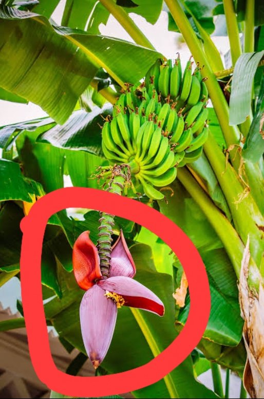 FARMING DISCUSSION : We always encourage farmers to remove the Banana inflorescence from the banana plant. #QUESTION: When is a farmer supposed to remove the Banana inflorescence?? Why is it necessary to remove the Banana inflorescence?? Comment, Like & Repost. #LetsFarmTogether