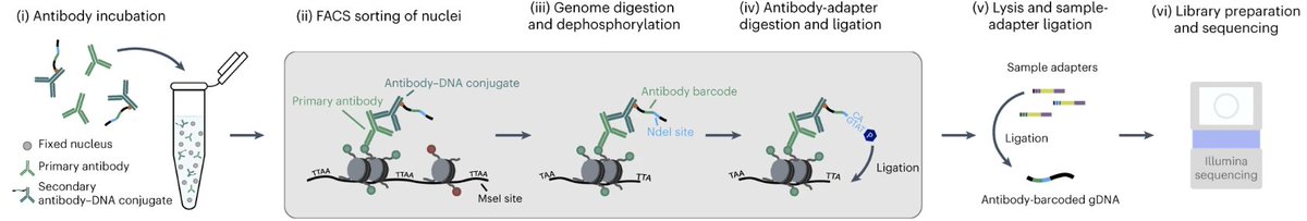 The Kind lab <a href="/_Hubrecht/">Hubrecht Institute</a> describe MAbID, a multiplexing approach to uncover the genomic distributions of various epigenetic markers. They demonstrate joint measurements of six epitopes in mouse bone marrow at single-cell resolution. @kind_jop <a href="/RobinWeide/">Robin H. van der Weide</a> nature.com/articles/s4159…