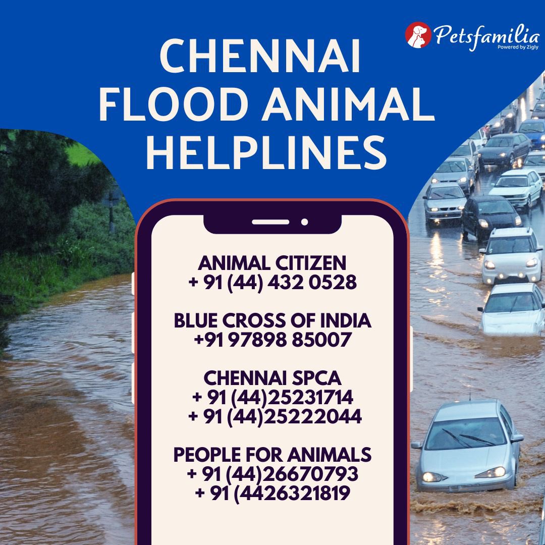 petsfamilia's tweet photo. Urgent: Chennai needs our help! 🆘🐾 Share these helpline numbers for animal rescue. Together, we can make a difference. 🙏🏽 #ChennaiFloodRelief #AnimalRescue #HelpingHands #ShareForSupport #ChennaiFloodHelpline #AnimalSafety #CommunityAction #RescueOperations #SpreadTheWord #StandWithChennai #SupportForAnimals #EmergencyRescue #ChennaiFloodAid #ShareTheNumbers #ActForAnimals #SupportEachOther #ChennaiFloodHelp #AnimalWelfare #TogetherWeCan #HelplineNumbers #CommunitySupport