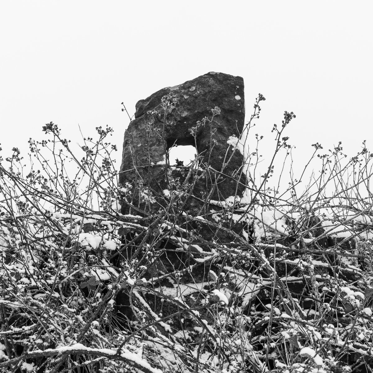 basculeteller's tweet photo. Royd Moor 1 #photography #landscape #Yorkshire #Thurlstone #Penistone #7km #Flâneur #psychogeography #DarkFairytale #RuralMarginalia #bw #BlackAndWhite #monochrome https://t.co/8h6UWqRxBn