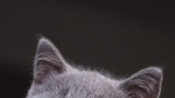 19960607S2's tweet photo. 🐈‍⬛                                       🐈🩶 https://t.co/qZimZ2w4cL