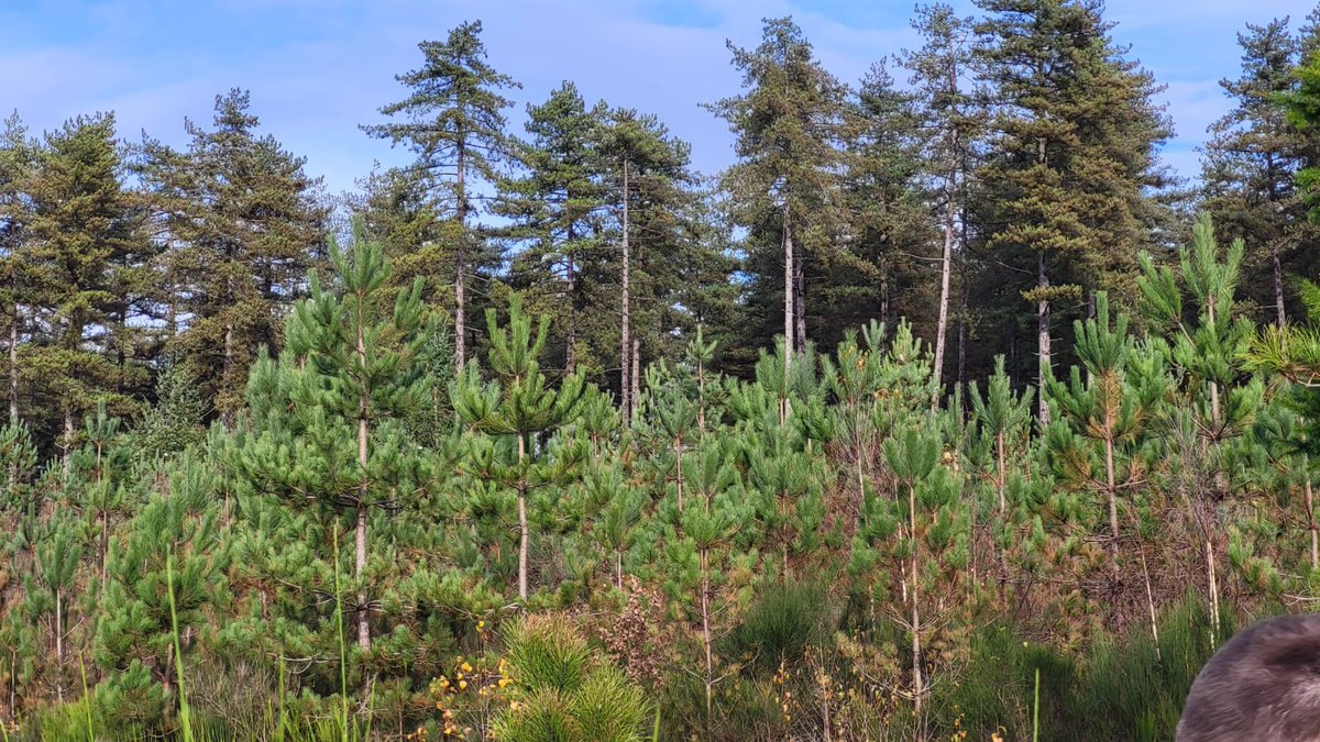 BrosseAnthony's tweet photo. Heureux d’accueillir @MFesneau, dans le #Loiret en forêt de #Sennely, à l’occasion de la signature de 9 Schémas Régionaux de Gestion Sylvicoles (SRGS) dans le cadre de la stratégie de renouvellement forestier voulu par le @gouvernementFR.
#Forêt #filièreBois https://t.co/URHV6a2uuz